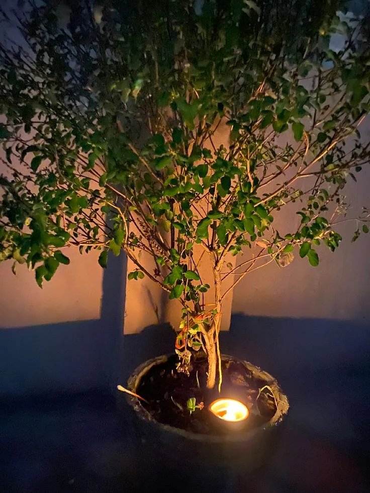 tulsi8
