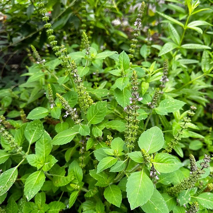 tulsi5