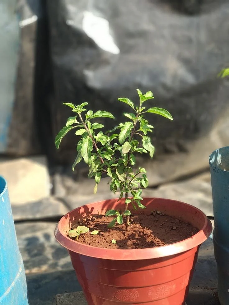 tulsi11
