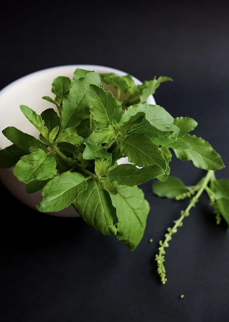 tulsi4