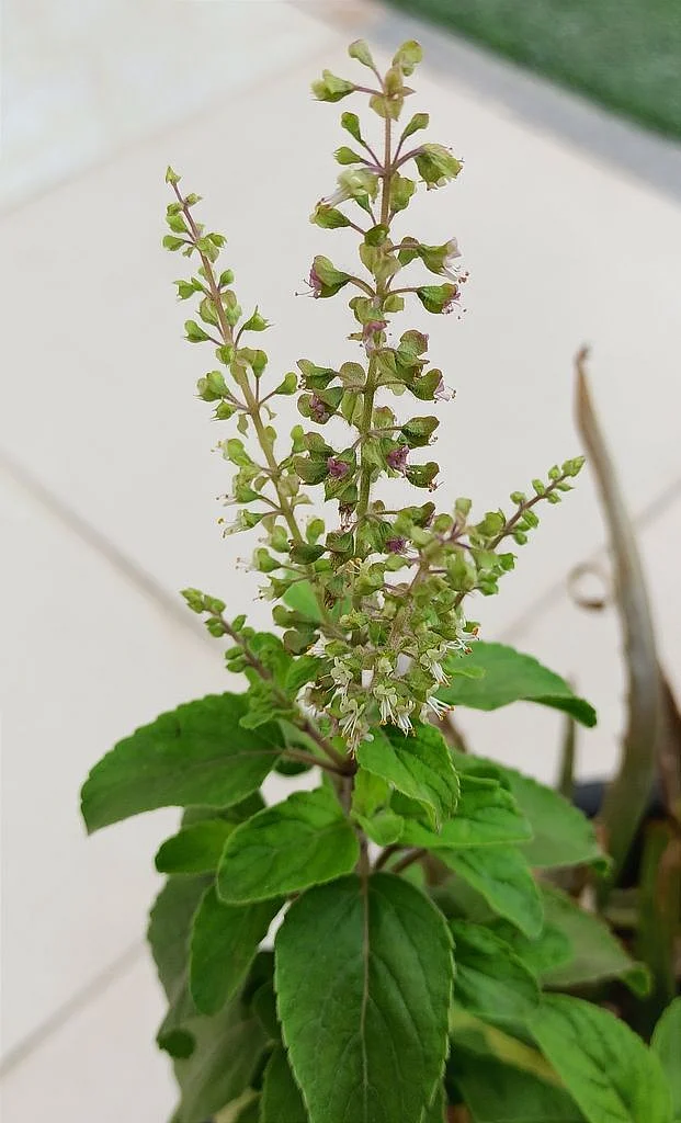 tulsi9