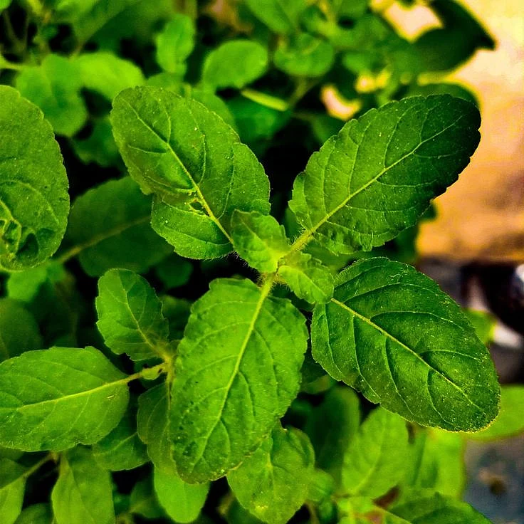 tulsi10