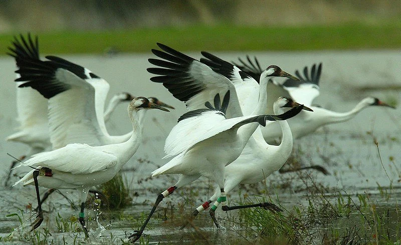 sultanpur bird century