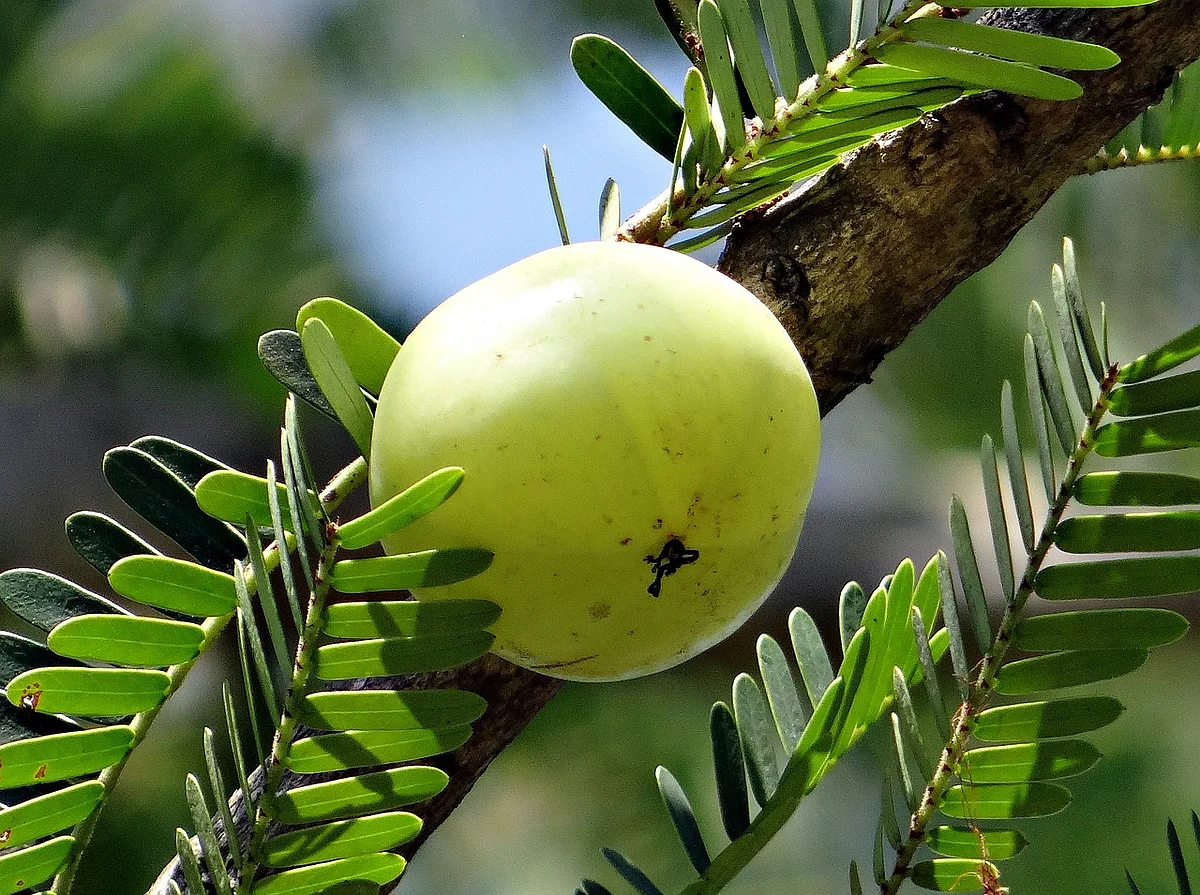 indian gooseberry 3374451280