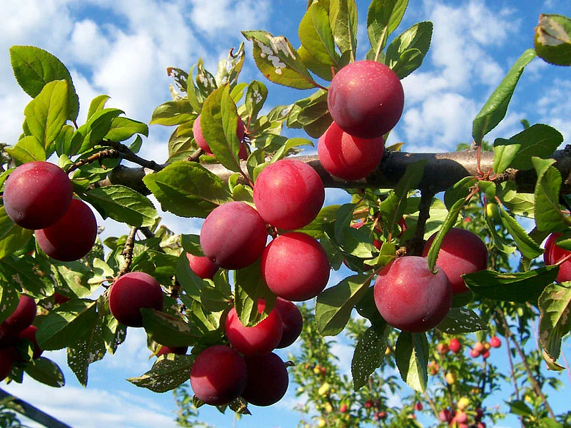 Plumshanging