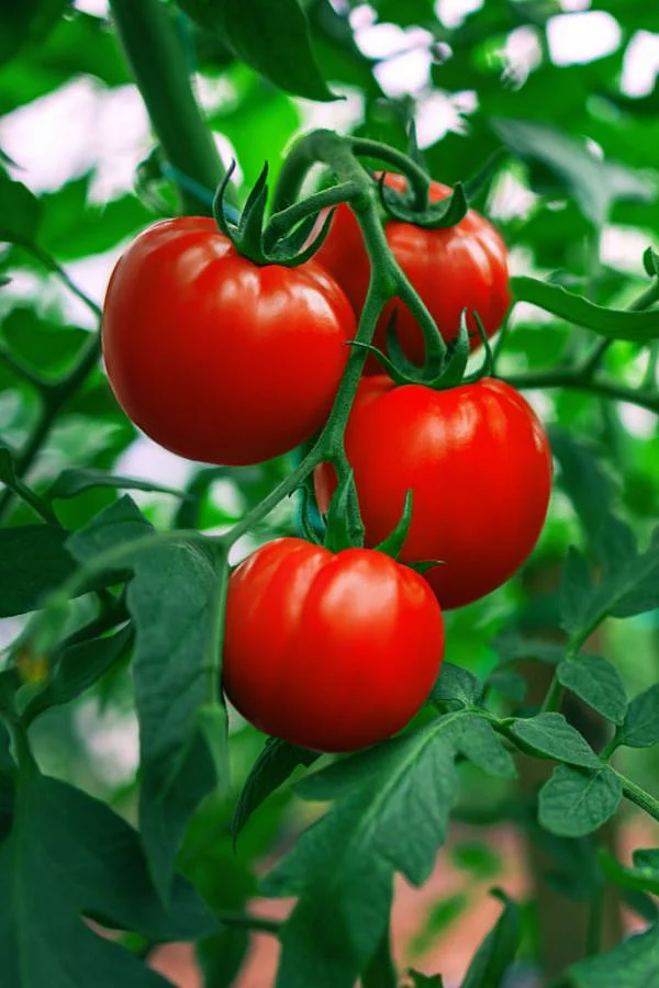 The Easiest Way To Tie Up Tomato Plants And The Cheapest Too