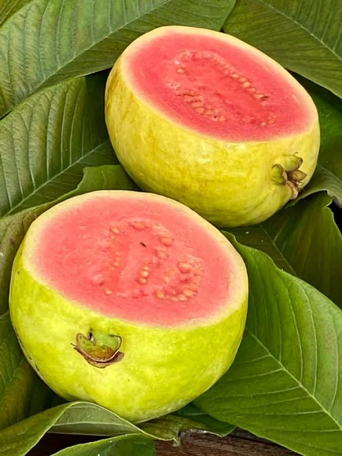 cropped Guava 7
