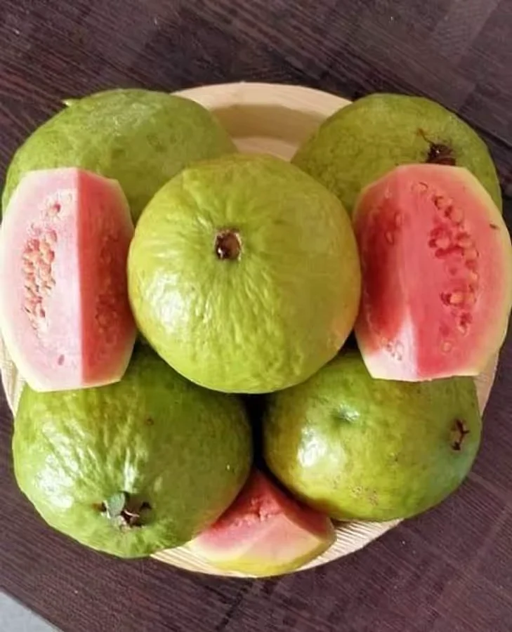 Guava 3