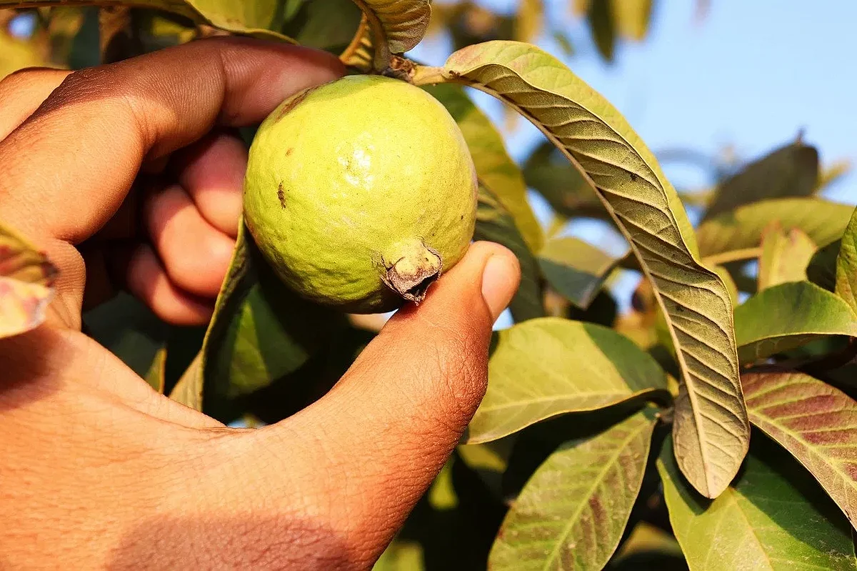 guava tree