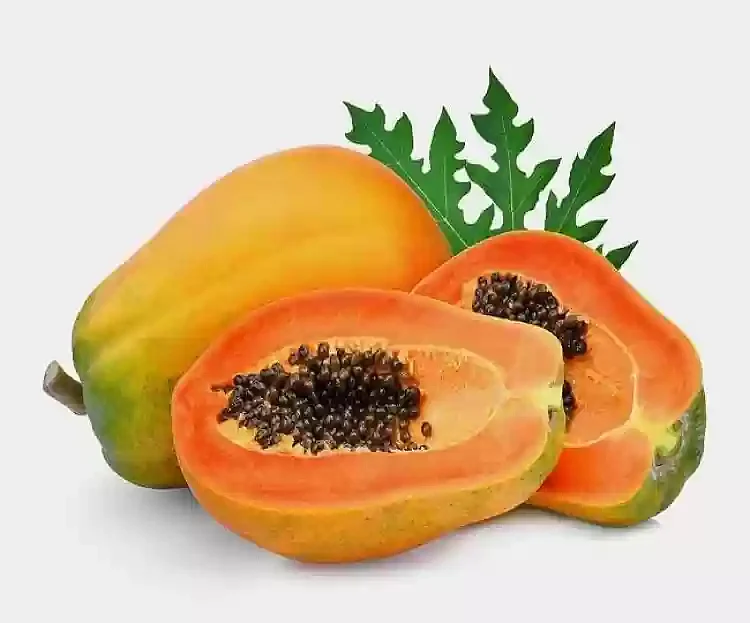 80 papita 80 seed ppt86 sjeme original imag4k8kpa7fegu5