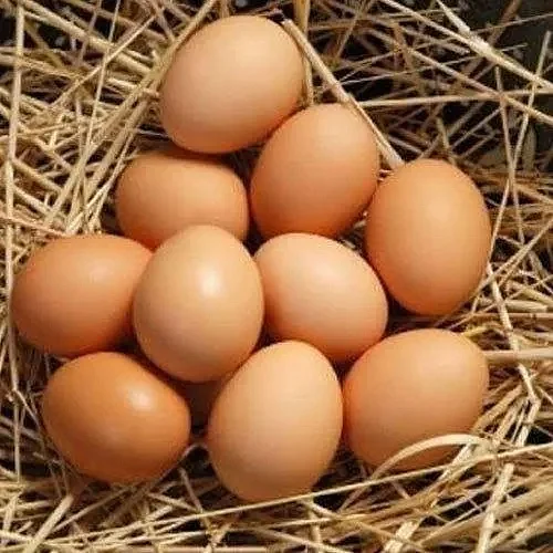 poultry farm fresh natural desi brown chicken eggs used for cooking 928