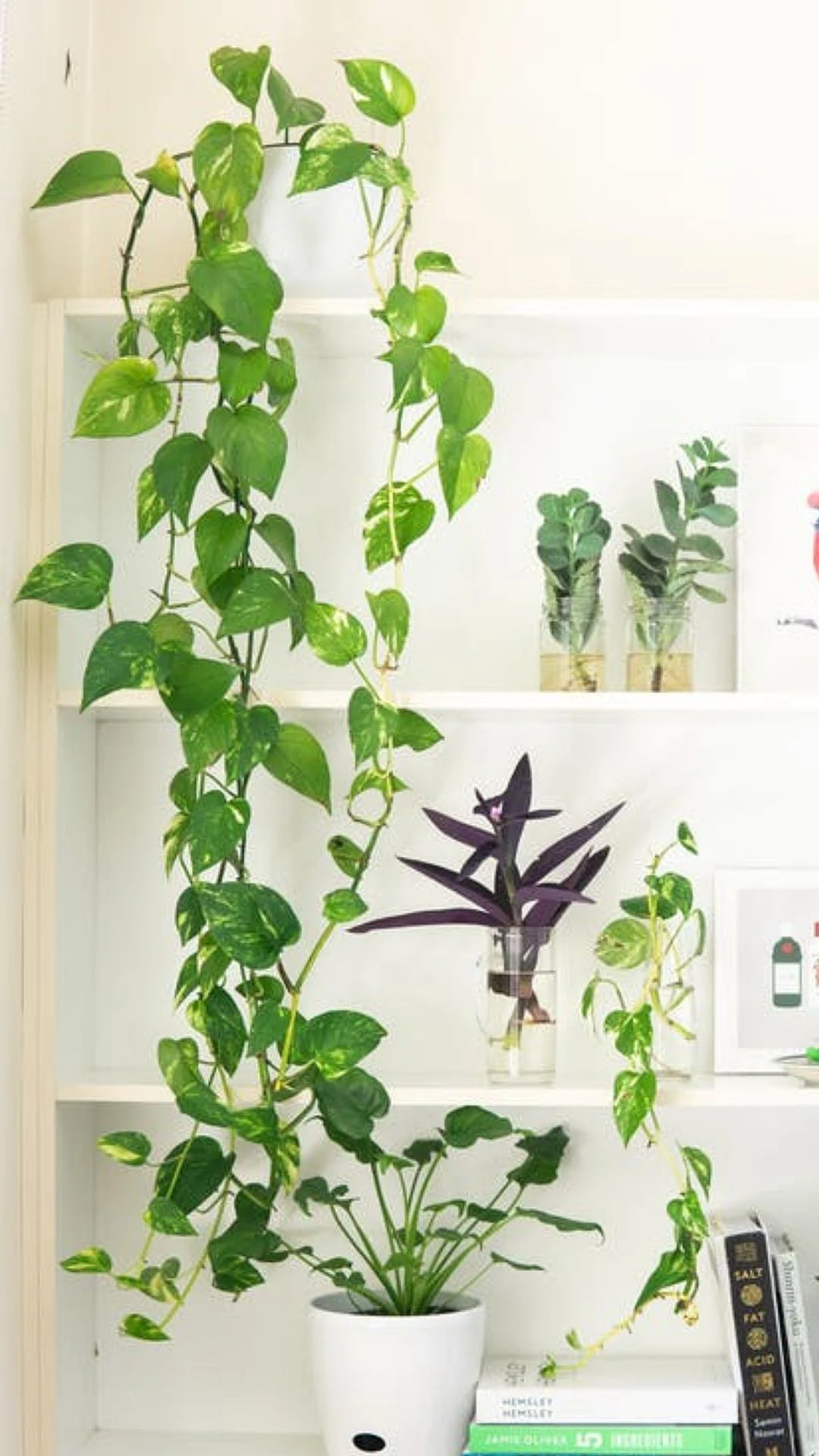 plant9