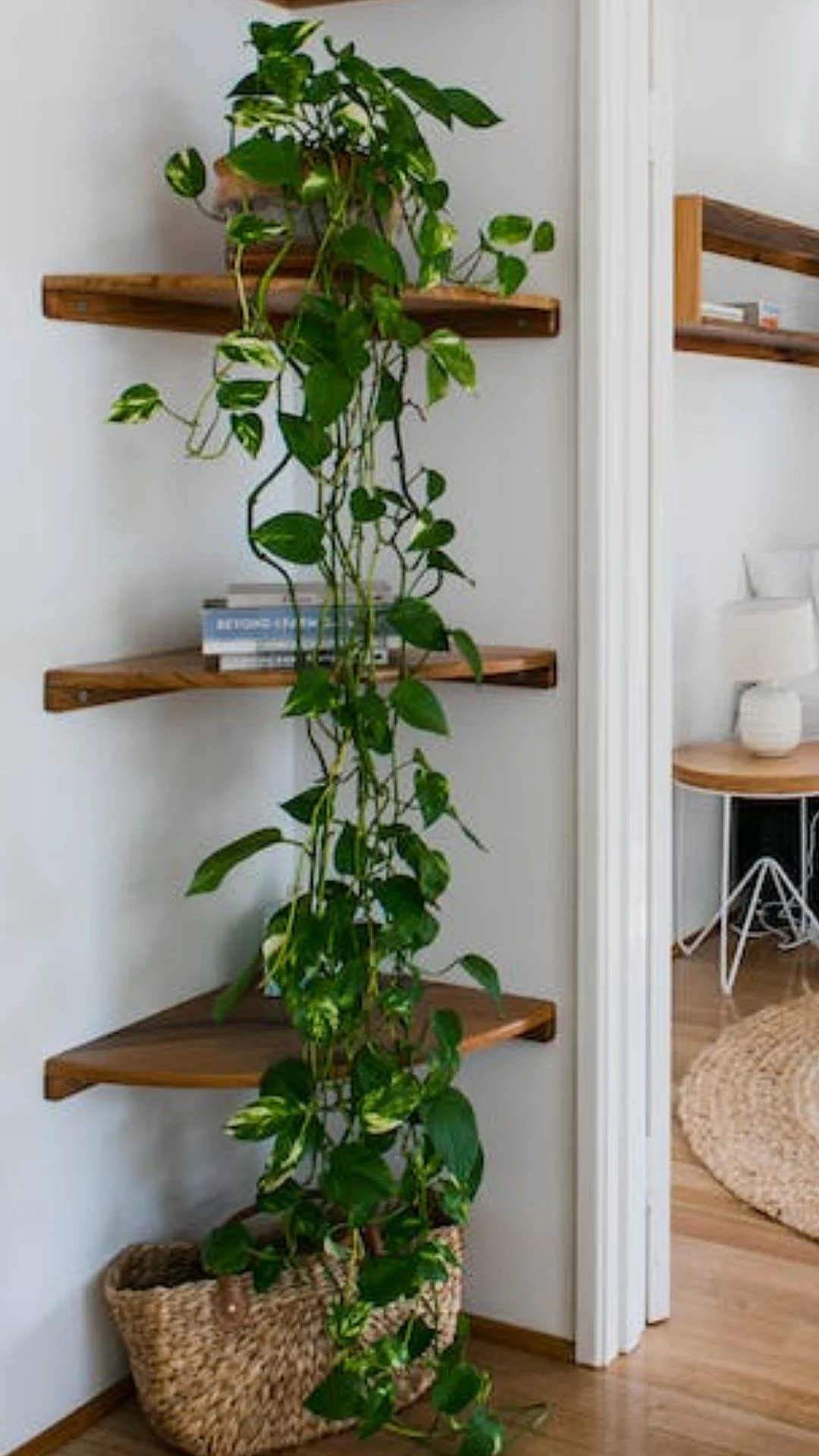 plant8