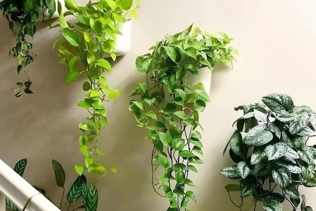 plant6
