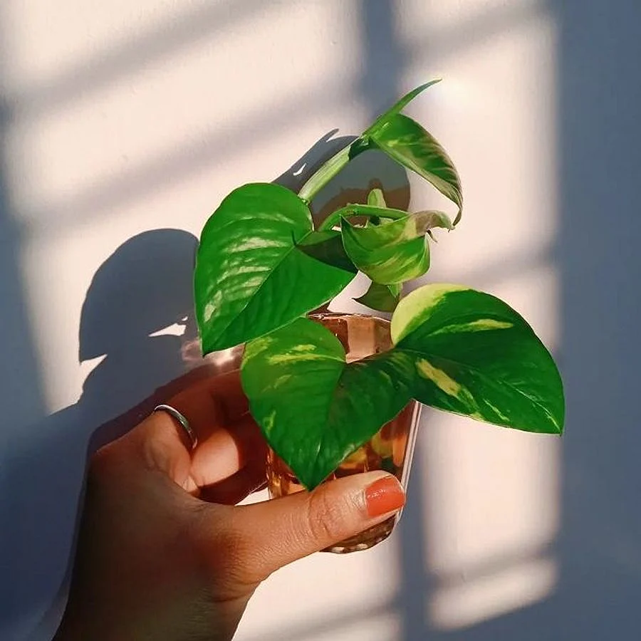 plant3