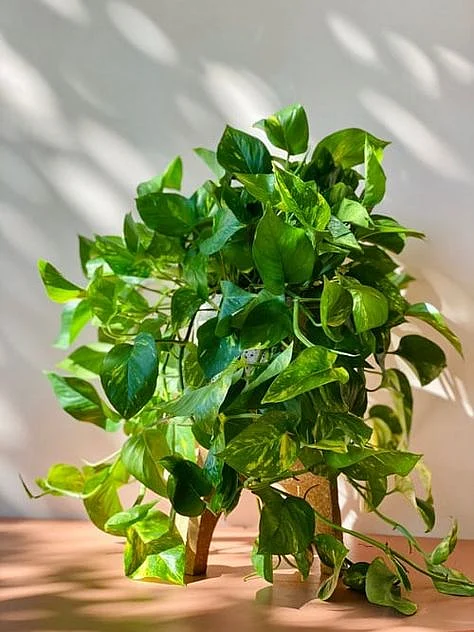 plant4