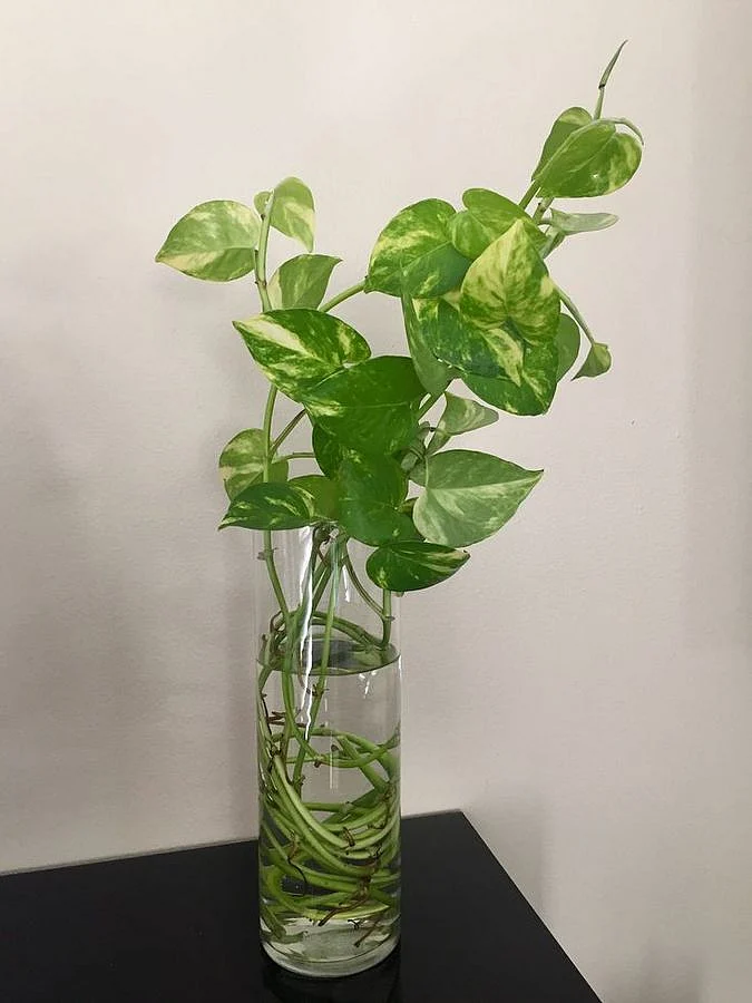 plant5