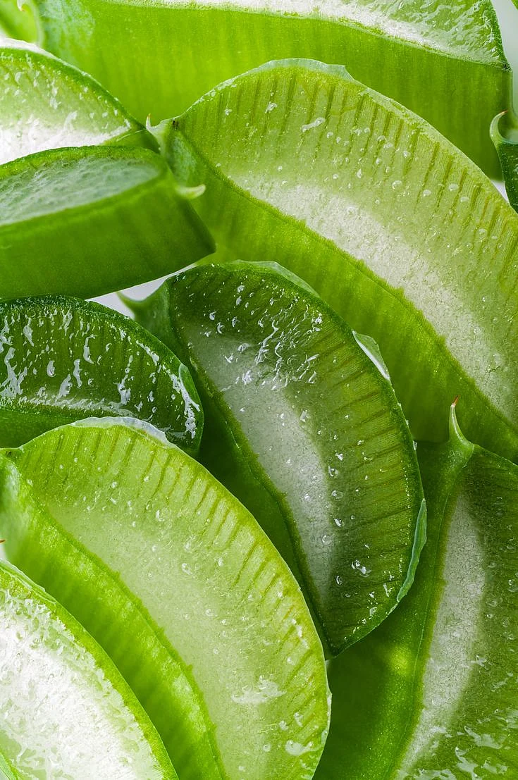 Spotlight on Aloe Vera 🌿