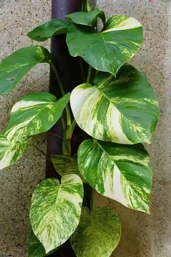 plant2