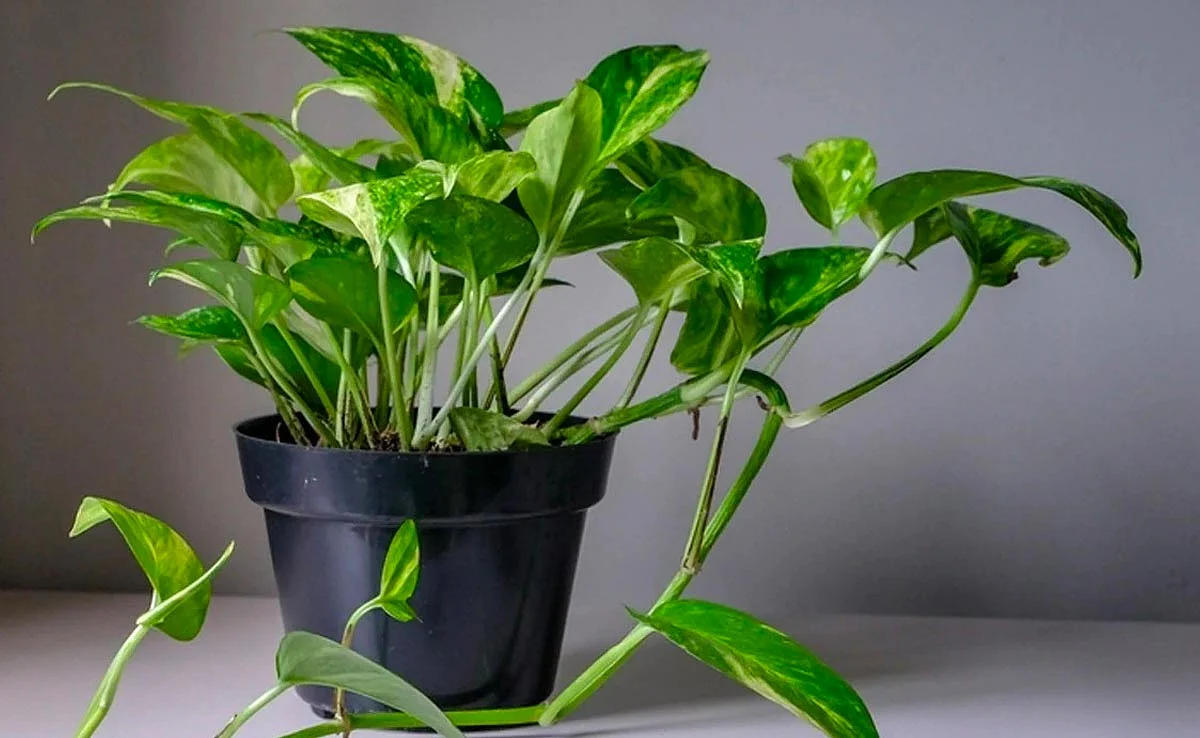 plant7