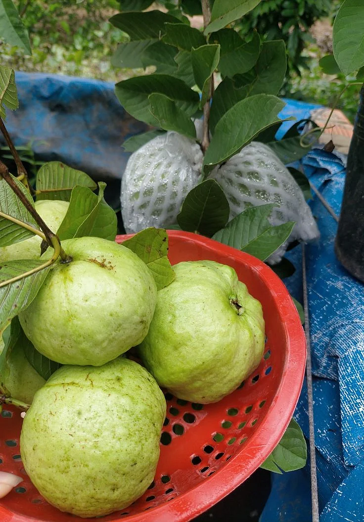 guava 10