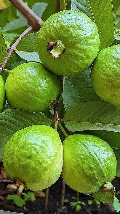 guava