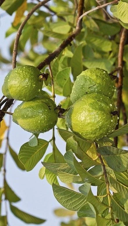guava 11