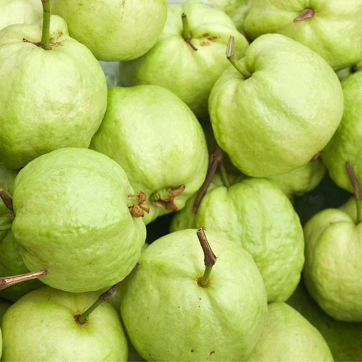 guava 3
