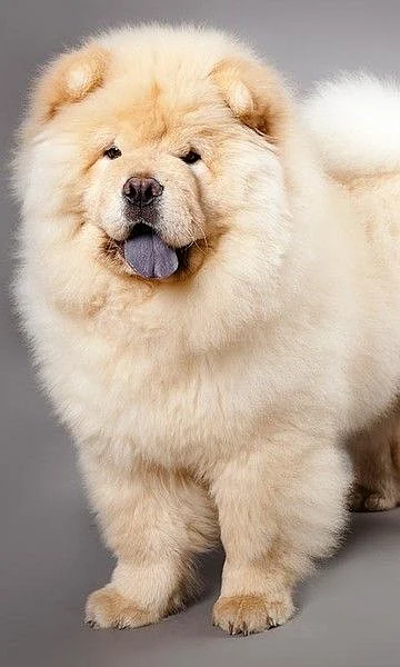 Las razas de perro más raras o menos conocidas