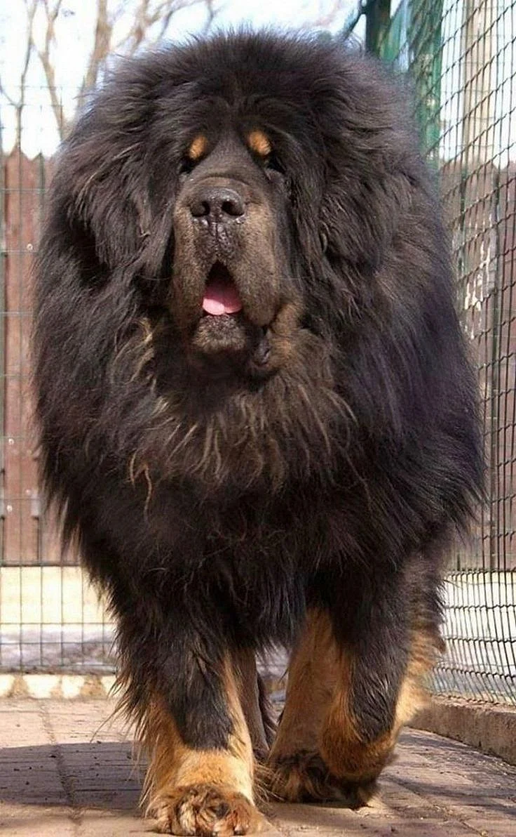 14 Interesting Facts About The Tibetan Mastiff