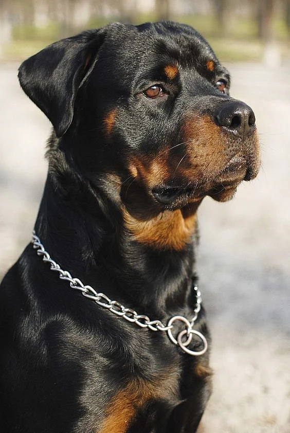 Dog Are Awesome