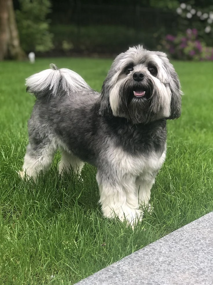Ted the Lowchen