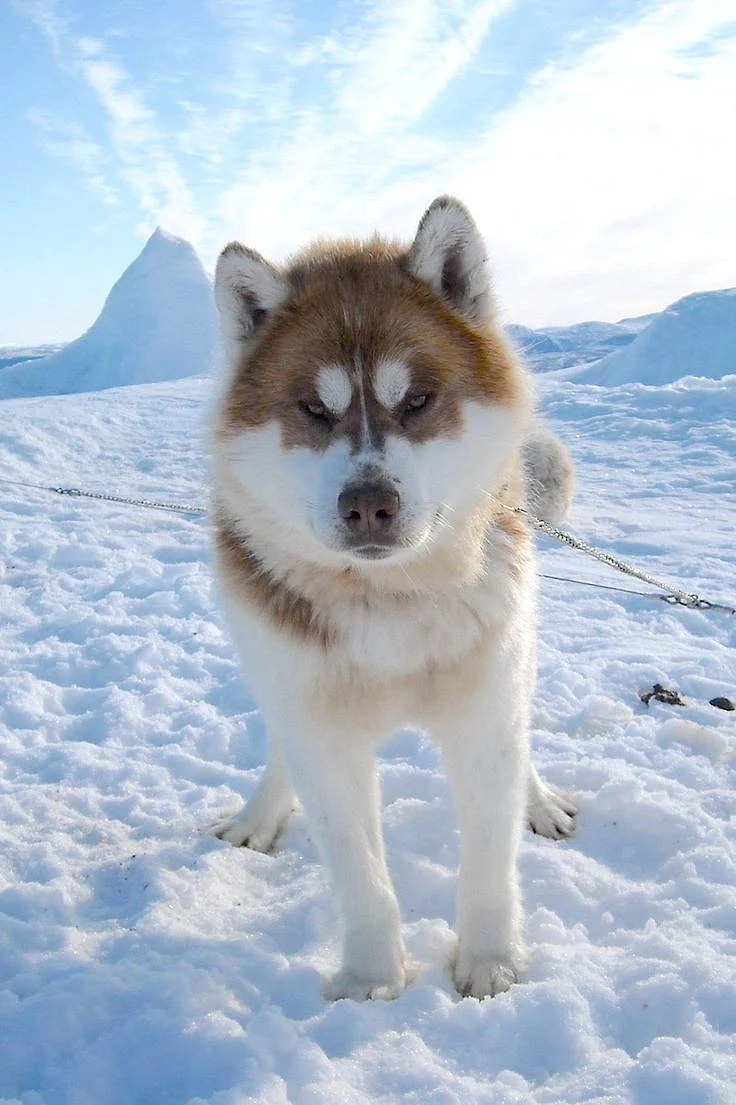 canadianinuitdogscom