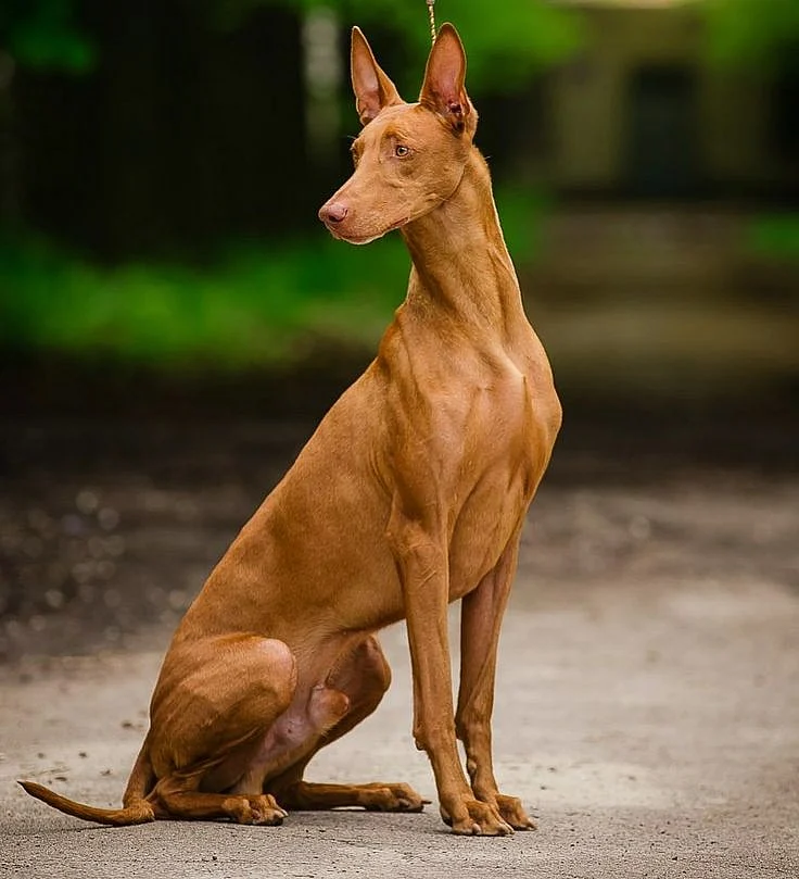 Caletto Falkenhoff Radeberger 6 yearsBreed ➡️ PHARAOH HOUNDFrom pharaohhoundukrSwedenUkraine