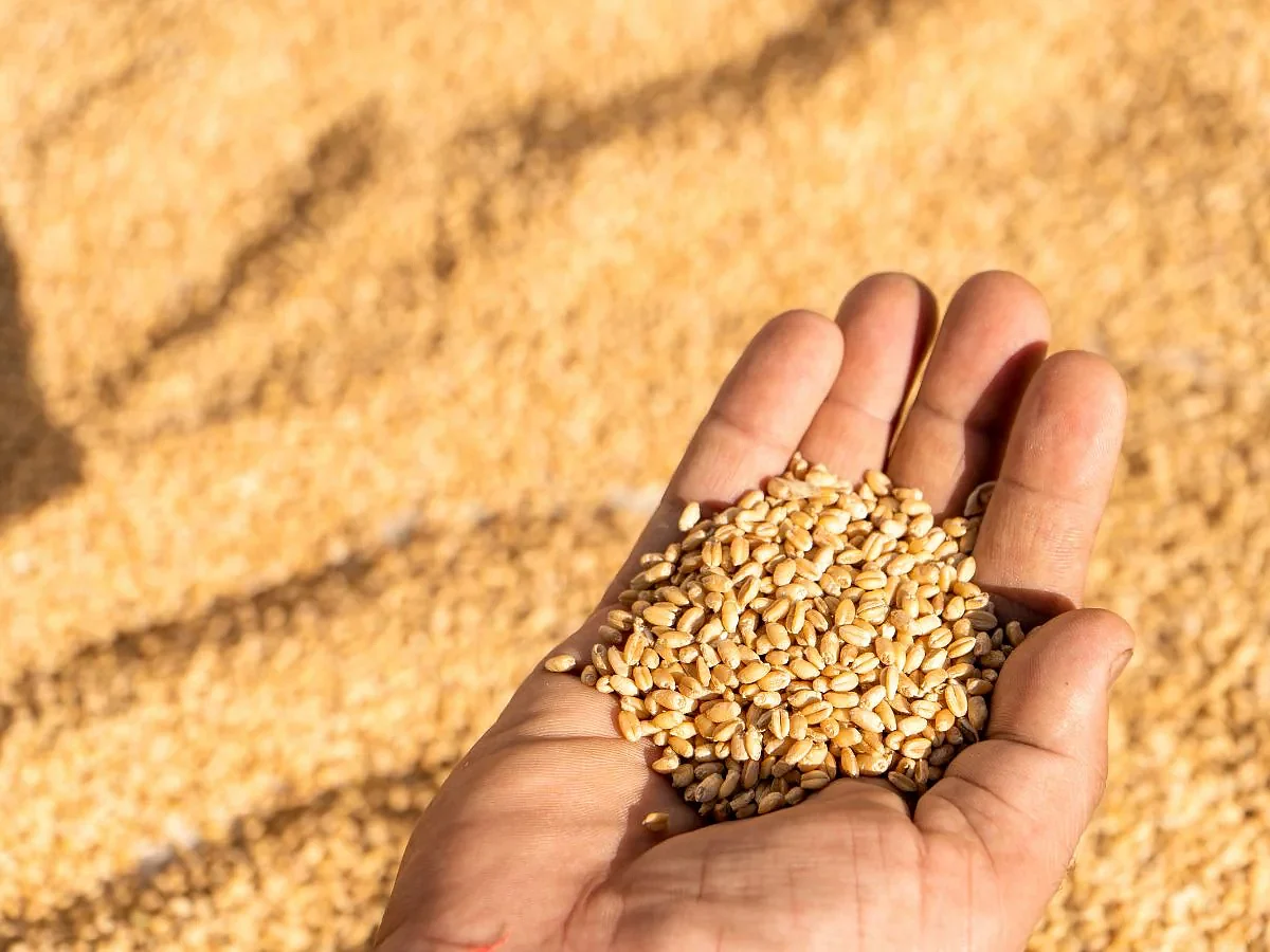 wheat limit 2024 02 b67052747fab256b85ef9f2b68a60625
