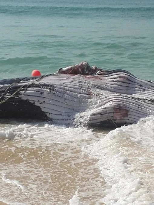Dead juvenile whale washes up on South Coast beach