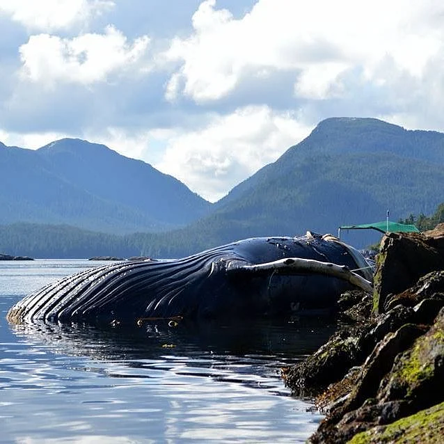 Whales Are Dying Off North America’s West Coast — And it Could Signal Trouble Deep in the Ocean