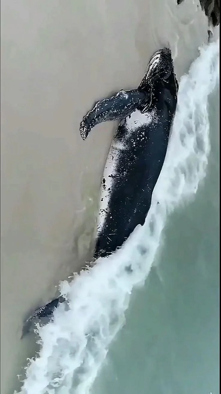 Stranded Humpback whale 😭