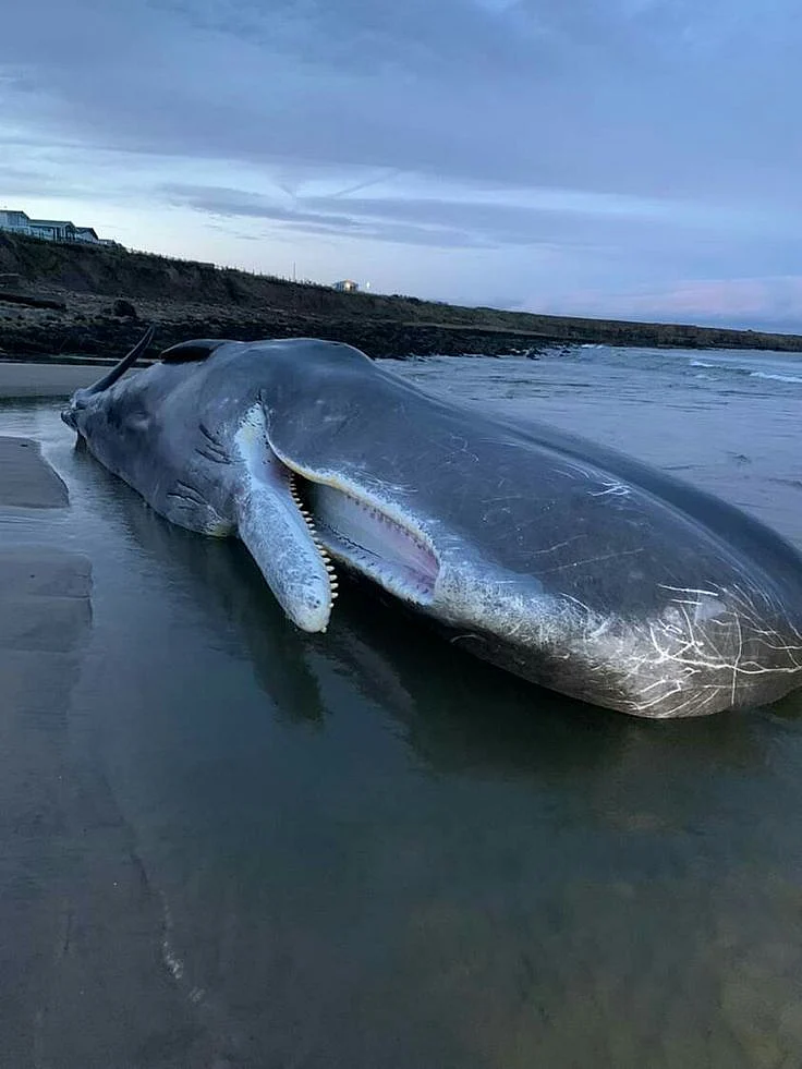 Sad Sperm whale grounded in Northumberland 1