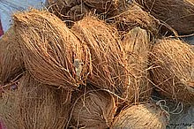 2019Jan15 KumbhMela CoconutsForSale