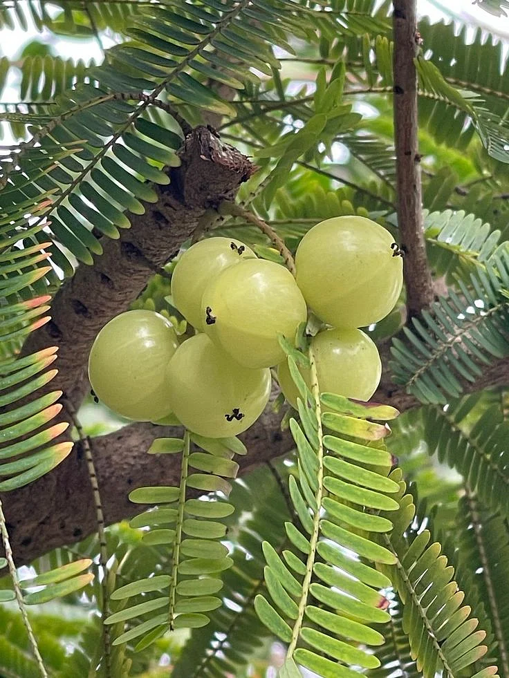 amla 7