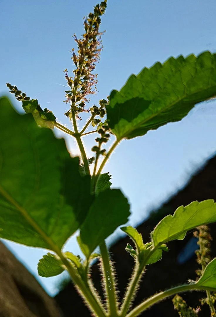 Ocimum Tulsi