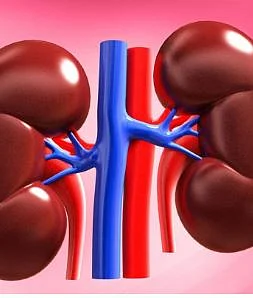 Kidney 2