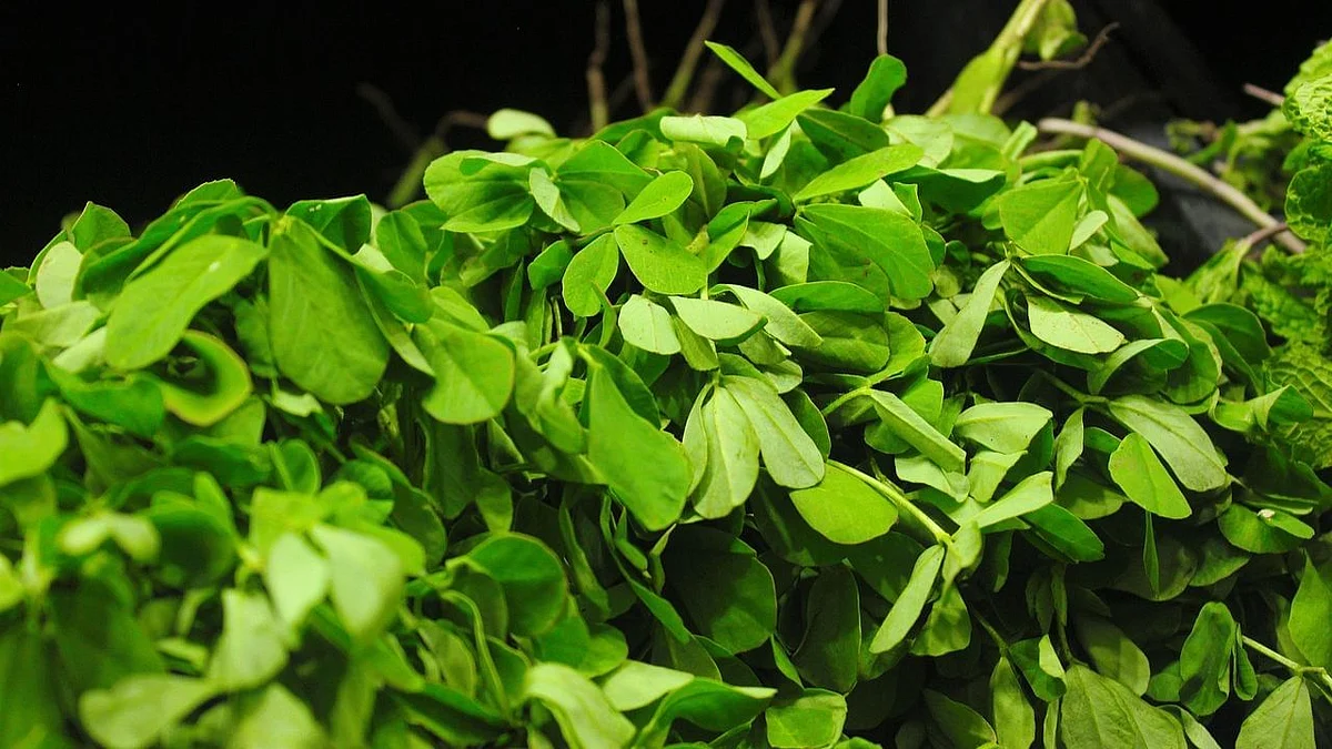 saag8