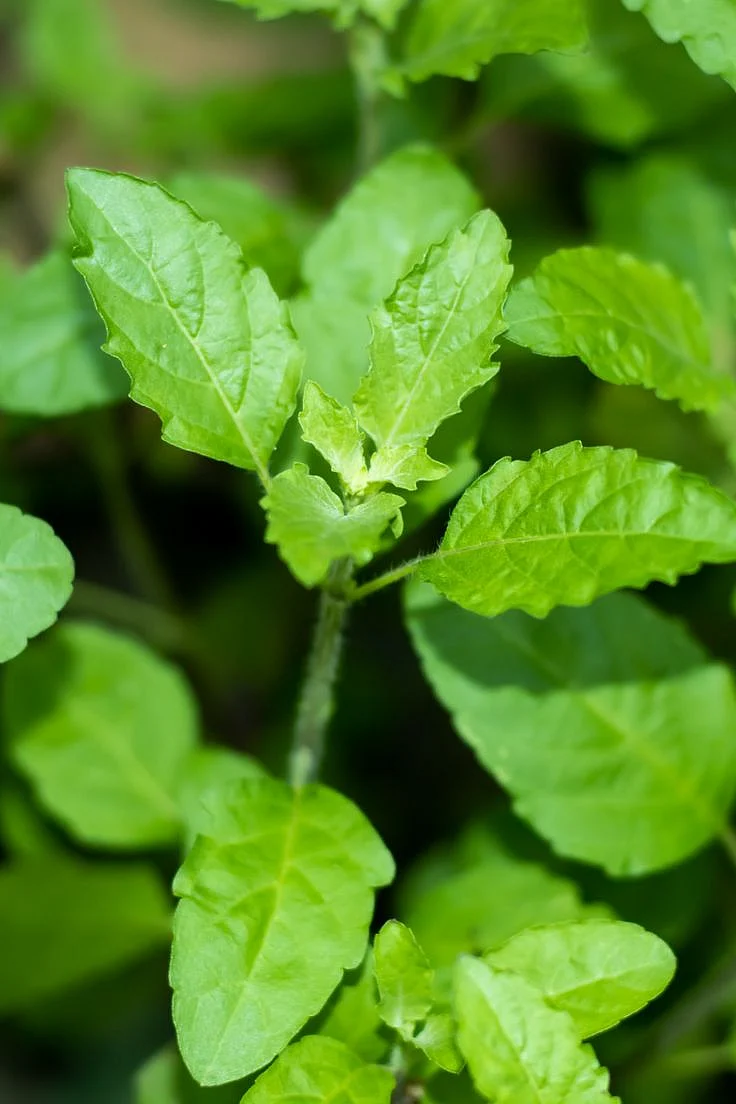 Health Perks of Tulsi Holy Basil