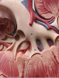 Kidney 3