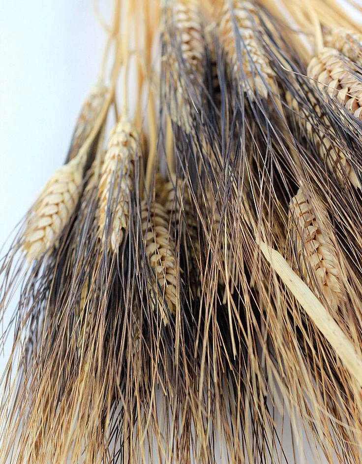 Dried Triticum Wheat Blackbeard Bunch 70 cm