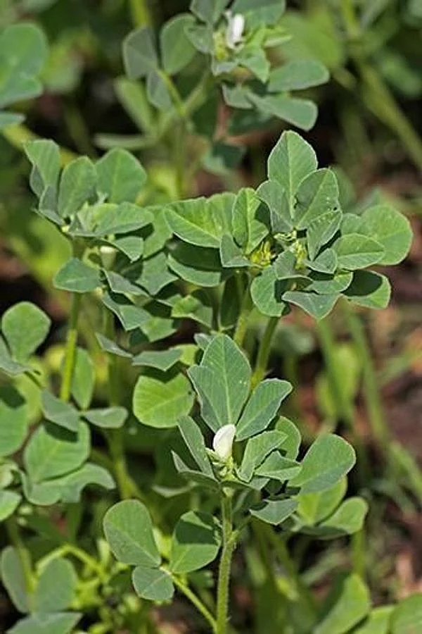 saag7