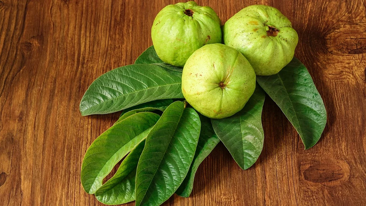 guava leaves for hair 1