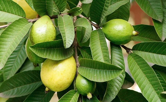 5ooma6k8guava leaves